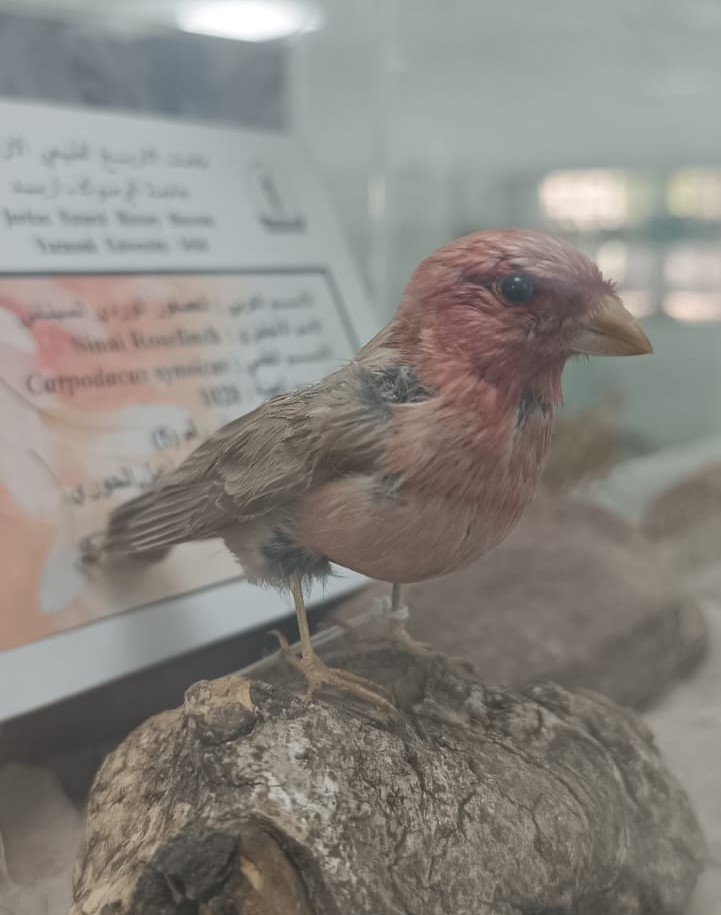العصفور الوردي السينائي Image