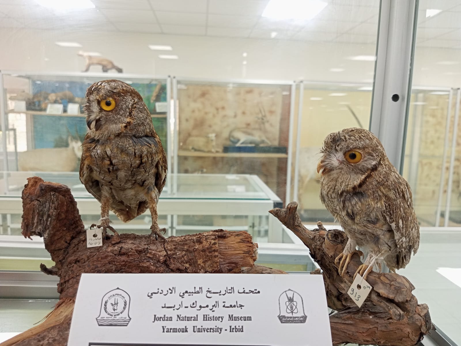 البومه السمراء Image